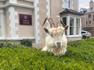 Supporting image for story: Mountain goats take over deserted streets in seaside town