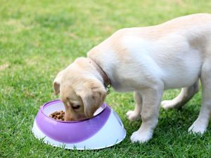 Supporting image for story: Lab-grown pet food to hit UK shelves as regulators approve cultivated meat