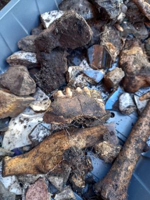 There were a number of interesting finds  