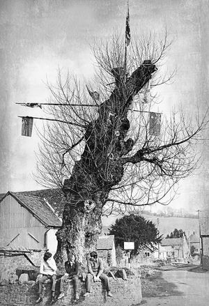 The historic tree in 1973