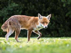 A fox walks across grass