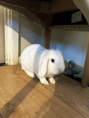 Seven rabbits were left for dead in a waste container at a block of flats in Birmingham