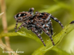 Supporting image for story: More than an incy wincy spot of good news as rare spider turns up in Shropshire
