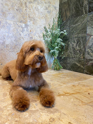 Freddie after grooming