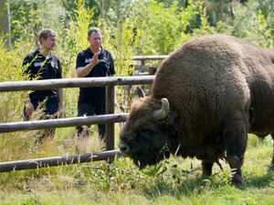 Supporting image for story: Bison set for release into British woodland to help nature and climate crises
