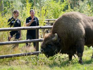 Supporting image for story: Bison set for release into British woodland to help nature and climate crises