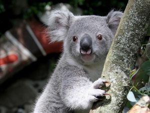 Supporting image for story: Koala genome reveals secret of eucalyptus diet