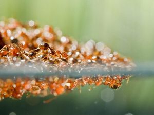 Supporting image for story: Why huge rafts of fire ants are floating around in Texan flood waters