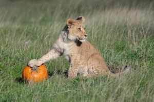 (Photo: West Midlands Safari Park)