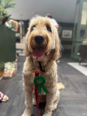 Wyrley Rose dog show