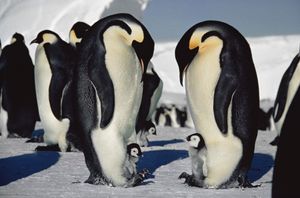 Antarctica, Halley Bay, emperor penguins and chicks
Aug 1983, Aptenodytes forsteri.