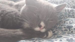 Russian Blue mix Lola has been missing since May. Photo: Kyle Smith