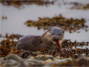  Dog Otter and Fish Meal