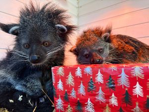 Binturong at Hoo Zoo this Christmas