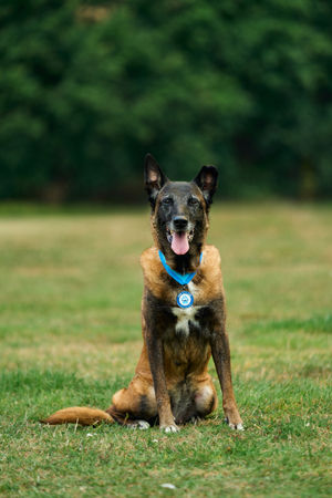 RPD Fiji who was taken into care at a rescue centre in Telford has been named the winner of the Thin Blue Paw Foundation’s Lifetime Achievement Award