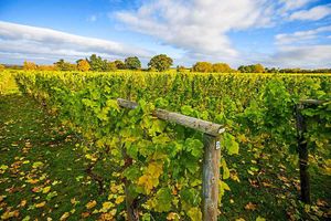 Supporting image for story: Shropshire vineyards blossom as wine sales sparkle in the UK