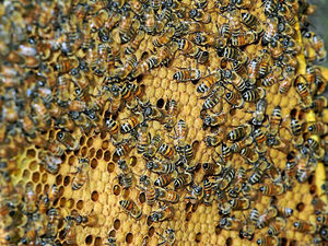 Supporting image for story: Flower strips benefit bees and bring a boost to yields