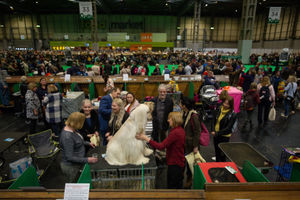 An Afghan Hound is groomed for show at the Birmingham National Exhibition Centre (NEC) during the final day of the Crufts Dog Show. PA Photo. Issue date: Sunday March 8, 2020. See PA story ANIMALS Crufts. Photo credit should read: Jacob King/PA Wire.