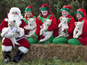 Supporting image for story: White lion cubs are pride of park