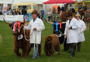 Award-winning Highland cattle of all shapes and sizes in the ring at Kington Show. Image by Andy Compton