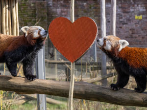 Supporting image for story: Love in the air for West Midland Safari Park's newest couples