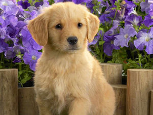 Supporting image for story: Hold the front page – dog eats car