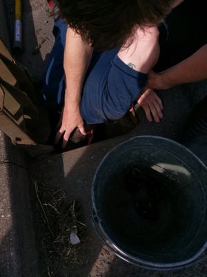 Firefighters lean into the drain to get to the stranded birds