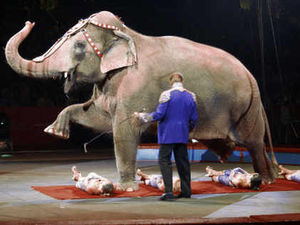 Supporting image for story: Wild animals ban for travelling circuses welcomed by Wrekin MP Mark Pritchard