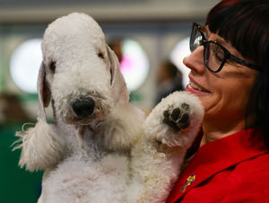 A Bedlington Terrier at the Birmingham National Exhibition Centre