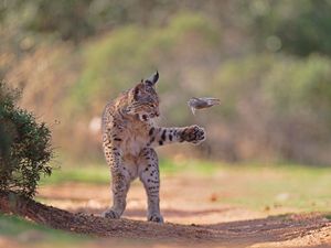 Supporting image for story: Playful lynx wins public vote in Wildlife Photographer of the Year competition