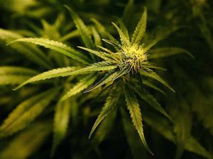 Supporting image for story: Illegal immigrants arrested as strong smell leads police to Telford cannabis farm