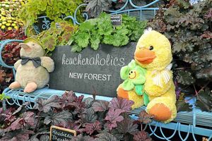 Sitting pretty Heucheraholics from New Forrest has an unusual exhibit