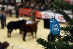 Renowned as one of Europe’s leading prime stock shows, the Winter Fair attracts an exceptional standard of livestock entries year after year