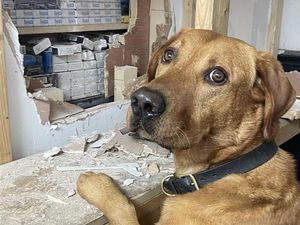 Supporting image for story: Sniffer dog duo uncovers stash of illegal cigarettes in Telford & Wrekin raids