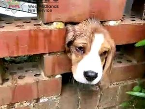 Supporting image for story: Ruff day? Tiny Brierley Hill Beagle Jeremy is rescued from brick wall by fire crews