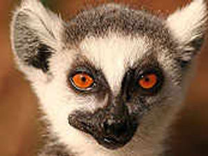 Supporting image for story: It's animal magic at college