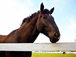 Supporting image for story: Vets to tackle stray horses in Tipton