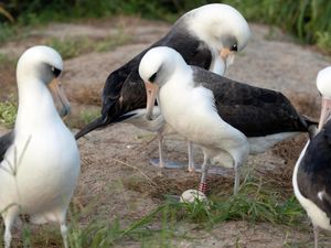 Supporting image for story: World’s oldest known wild bird lays an egg – her 60th – at the age of 74