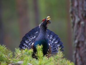 Supporting image for story: Nature reserve announces expansion which could help capercaillie