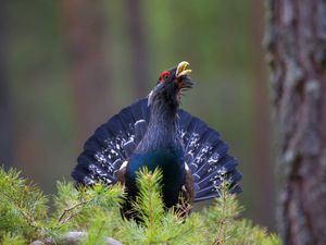 Supporting image for story: Nature reserve announces expansion which could help capercaillie