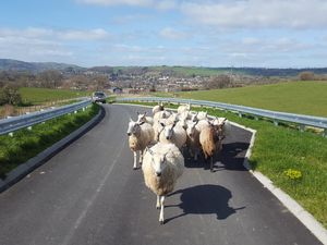 Supporting image for story: Sheepish way to cross new bypass
