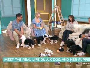 Supporting image for story: This Morning descends into chaos as Dulux puppies run rampant on set