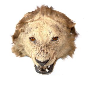 The African lion (Panthera leo), head mount on a shield sold for £541.