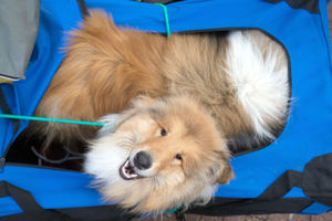 A collie in a carrying case arrives for the second day of Crufts 2018