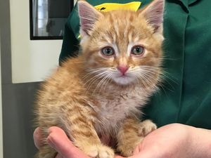 Supporting image for story: Kitten found at Shrewsbury kennels