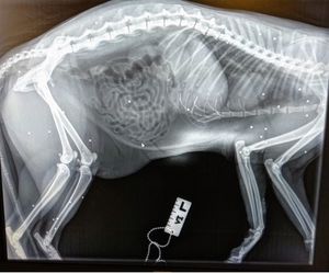 X-rays revealed 45 pieces of shot in Oscar's body.