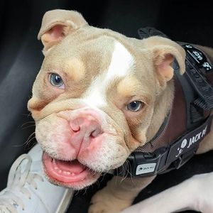 Cooper the bulldog