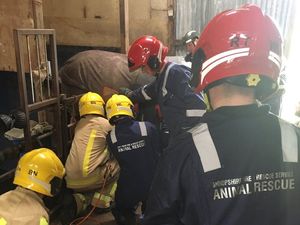 Supporting image for story: Horse stuck on gate rescued by fire crews near Bridgnorth