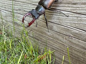 Supporting image for story: Shropshire residents asked to survey spectacular stag beetles this summer