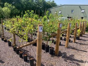 Supporting image for story: Dozens of 'unwanted' trees are looking for forever homes thanks to council giveaway